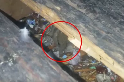 Filman ratas que corren entre los bancos de las aulas de la escuela Normal