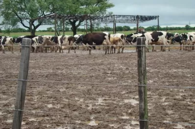 Cruzan a campos de Santiago del Estero, descuartizan animales y se los llevan
