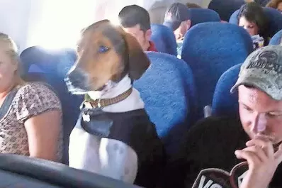 Las aerolíneas rompieron sus reglas en Canadá: dejaron viajar a todas las mascotas en cabina