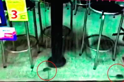 Las ratas que se ven en el centro, viven en el centro