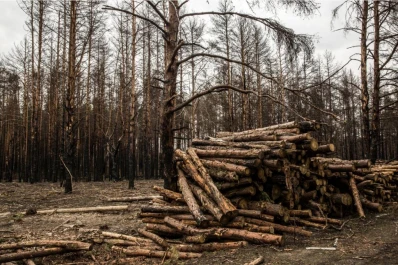 En Chernobyl talaron árboles radioactivos y vendieron la madera