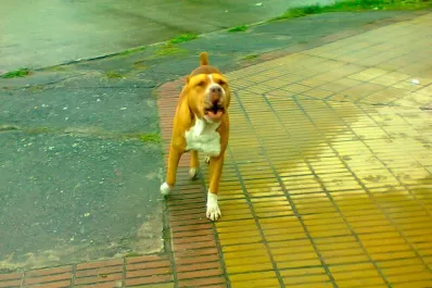 Denunció que el pitbull suelto de Villa Alem lo quiso morder