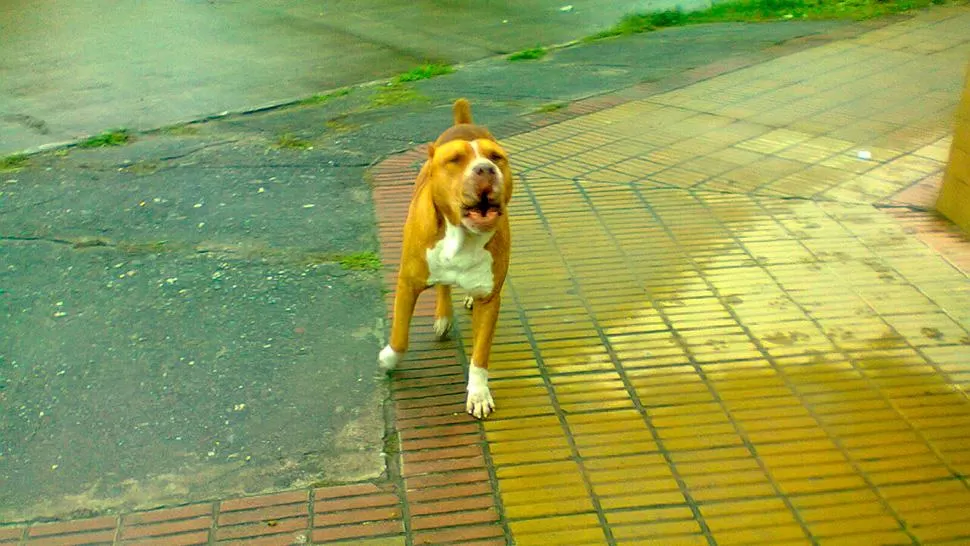 Denunció que el pitbull suelto de Villa Alem lo quiso morder