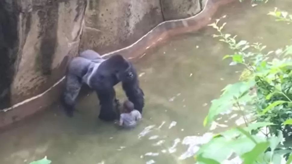 ¿SE APRESURARON? En las imágenes parece que Harambe intenta jugar con el pequeño que cayó dentro del espacio de los gorilas. CAPTURA DE VIDEO