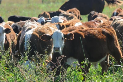 El INTA desarrolla un programa  para producir más carne vacuna
