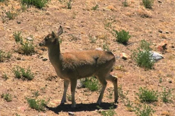 Sturzenegger se fue a fotografiar tarucas para el billete de $100