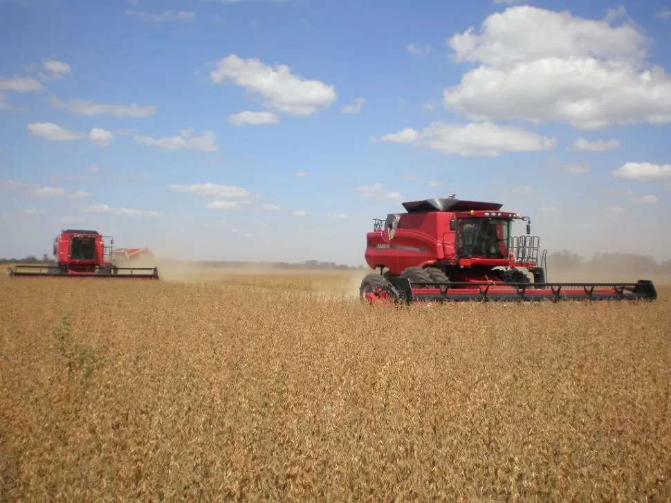 EN TODA LA PROVINCIA. Para esta campaña se estima que los campos sembrados con soja cubren una superficie estimada en 200.000 hectáreas.   