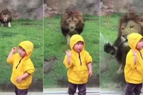 Video: un vidrio salvó a un niño de ser comido por un león