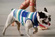 Crece la adopción, al igual que la cría del bulldog francés