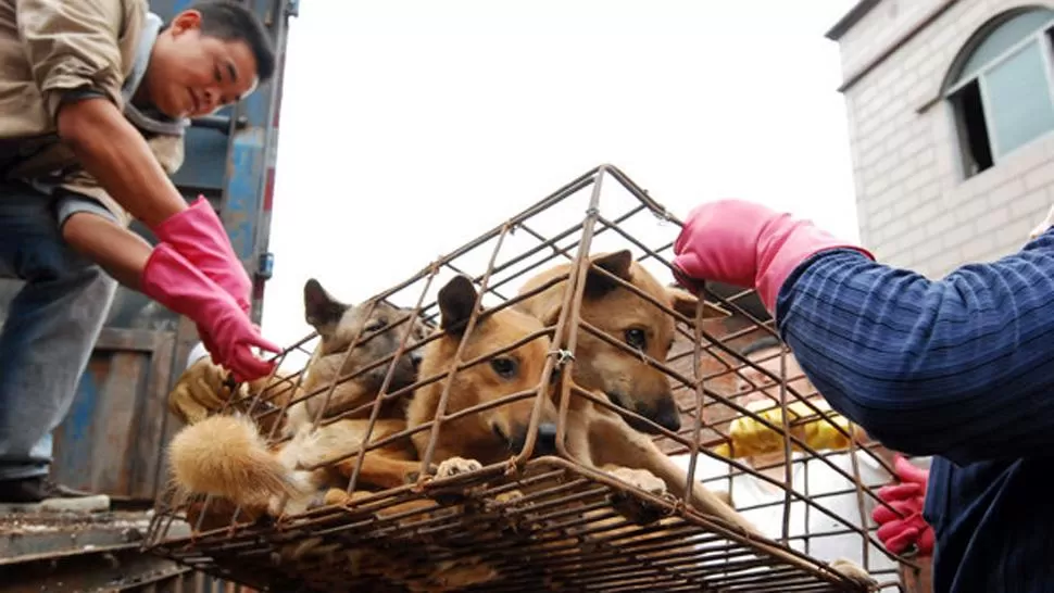 FOTO TOMADA DE WWW.SCHNAUZI.COM