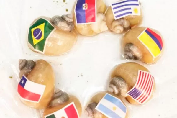 Video: los caracoles anunciaron que Argentina será el campeón de la Copa América