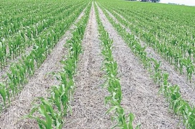Beneficios de fertilizar maíz con los residuos del feedlot