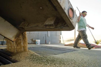 Nuevo récord para el trigo de alta calidad
