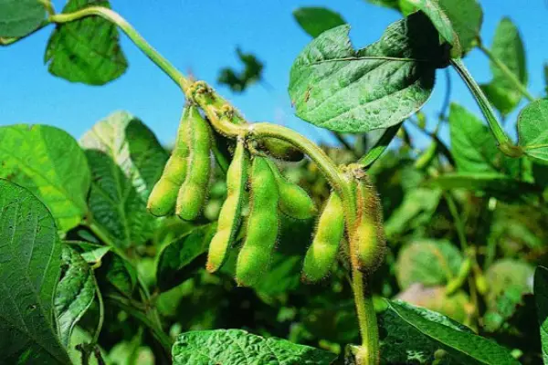 XIX taller de variedades de soja del NOA