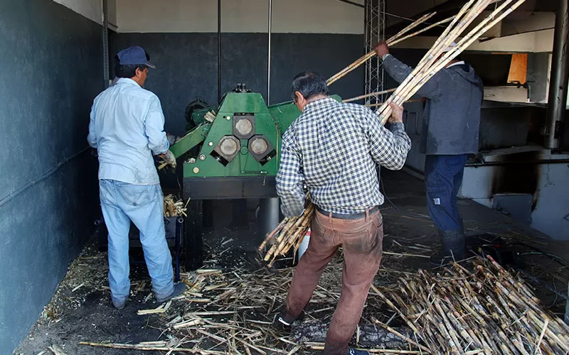 LA GESTIÓN. Los productores trabajan personalmente con su producción. 