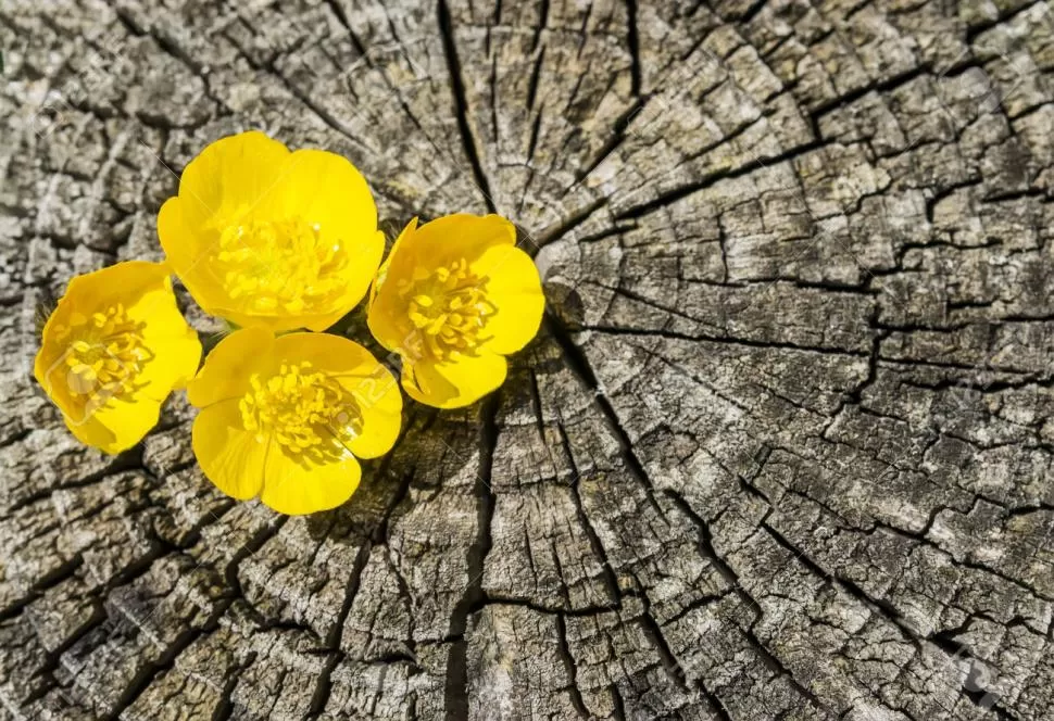 LO QUE FLORECE EN LAS GRIETAS DE LA HISTORIA “La ficción se desarrolla según sus propios “hechos”: esto sucede, aquello no, eso es consecuencia de aquello (sostiene Ford). La ficción presenta, mediante actos de la imaginación, aquello que es posible”. 