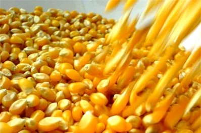 El cultivo de soja sigue una tendencia ascendente