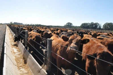Los feedlots recuperaron terreno y volvieron a ser un negocio rentable
