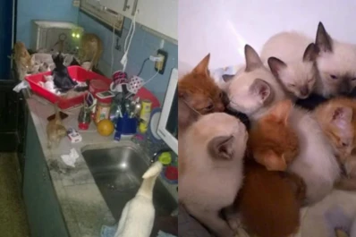 Así se recuperan los 40 gatos que vivían en un departamento