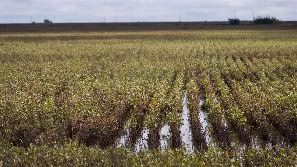 IMPACTO. Algunos campos de la zona productiva de Tucumán sufrieron inundaciones por el exceso de agua caída durante el desarrollo de la campaña.   