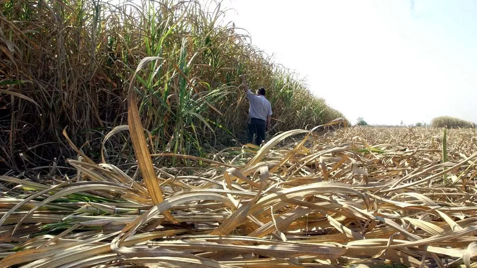 CAÑAVERAL. El tiroteo se produjo en un cañaveral de Burruyacu. ARCHIVO