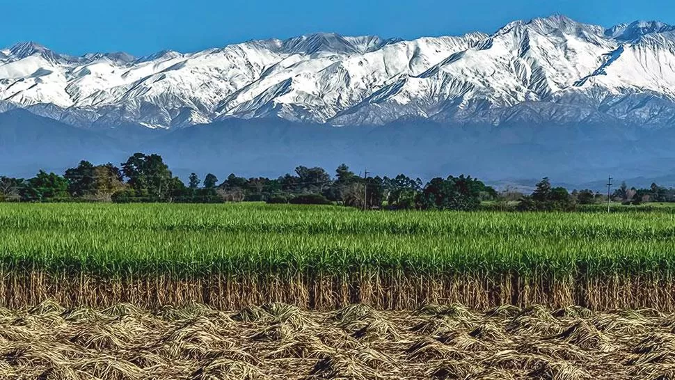 ZAFRA TUCUMANA. Foto de Mario Gustavo Argañaraz.