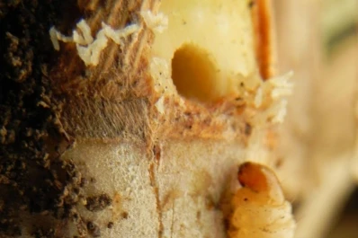 Tecnologías en caña de azúcar con perfil sustentable