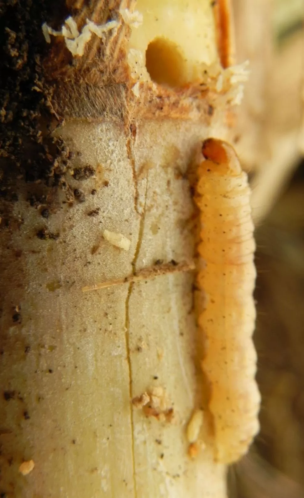 ENEMIGO DE LA CAÑA. La Diatraea saccharalis es una plaga muy invasiva.  