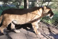 Una animalista en pie de guerra por el futuro de Baguira