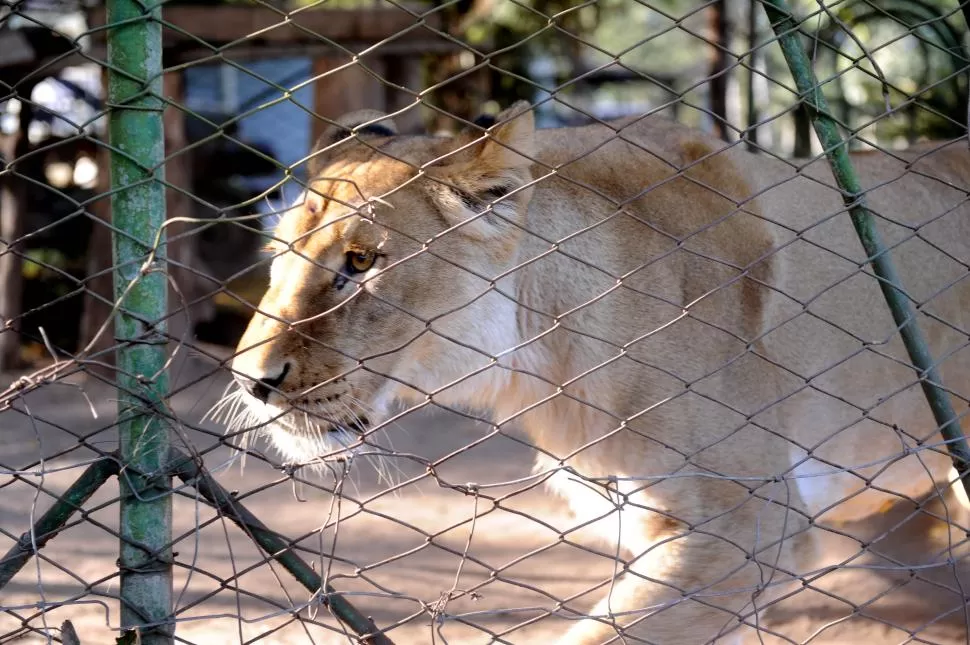 RECUPERADA. La leona africana llegó al lugar con entre 60 y 70 kilos, pero hoy pesa más de 120, según explicaron quienes la atienden. LA GACETA / FOTOS DE HÉCTOR PERAlTA.