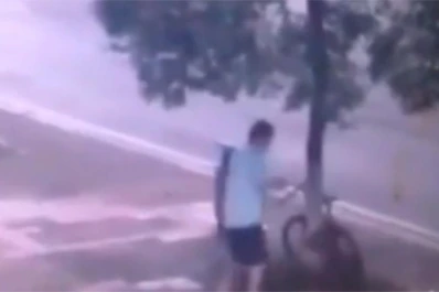 Un hombre taló un árbol para robarse una bicicleta