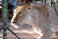 Baguira, la leona de El Cadillal, tiene un nuevo hogar (transitorio)