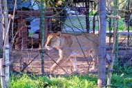 La Defensoría del Pueblo da un mes de plazo para trasladar a la leona Baguira