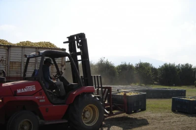 Desde Tucumán se exportan limones de calidad, pero no se pierde de vista la amenaza del HLB