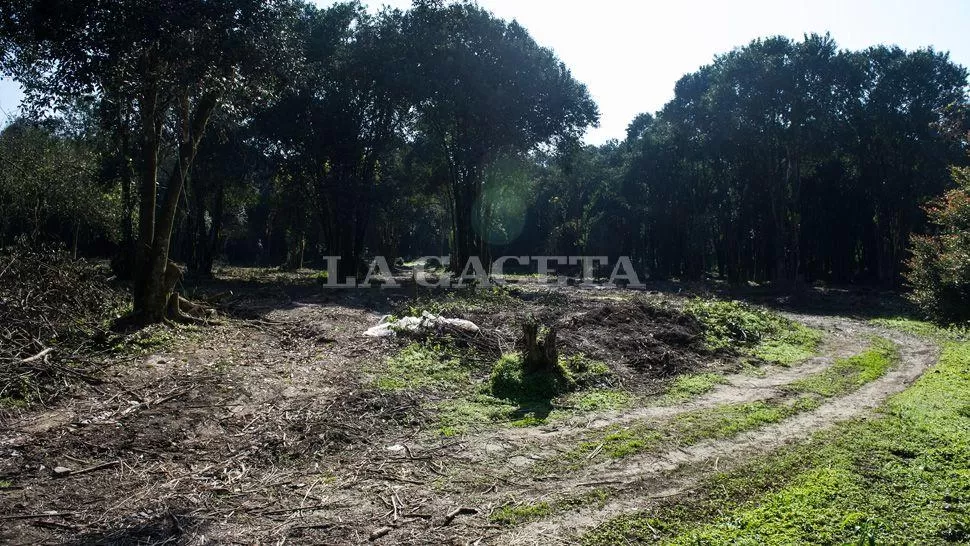 FALTAN ÁRBOLES. Donde antes había un bosque, ahora se abre con claridad una calle central y las adyacentes. LA GACETA / FOTO DE JORGE OLMOS SGROSSO