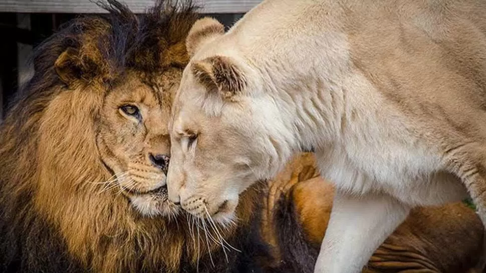 FOTO TOMADA DE WWW.CLARIN.COM