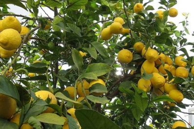 Tucumán, área protegida de la plaga más destructiva de los cítricos