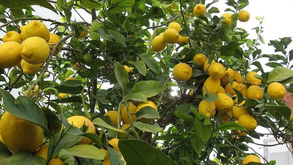 LETAL. Una vez que un árbol está infectado con HLB, no tiene cura. 