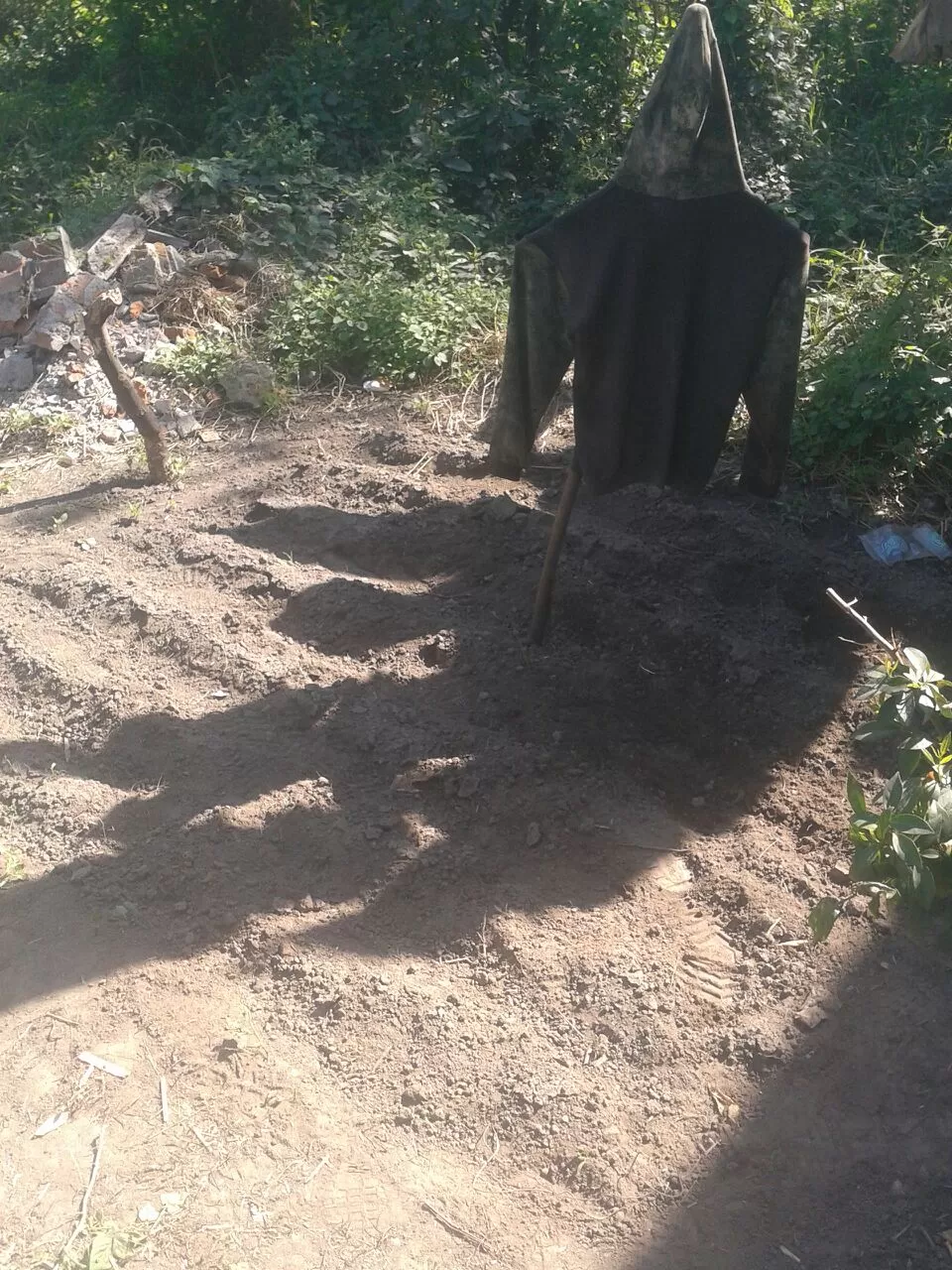 COMPLETO. La plantación de marihuana tenía un espantapájaros. 