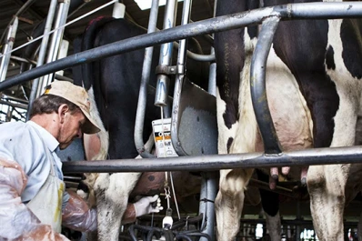 La lechería sigue cuesta abajo en la rodada