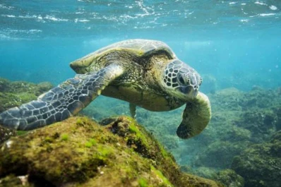 Obama creó la zona marítima más protegida del mundo