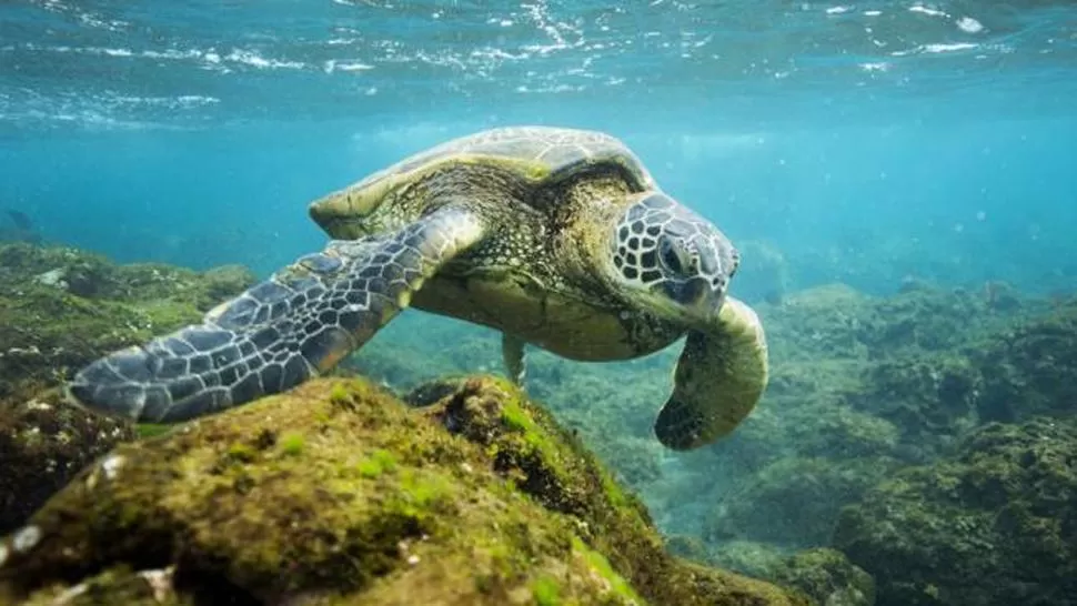 HAWAII. En la zona hay unas 7.000 especies, entre ellas ballenas, delfines y tiburones. FOTO TOMADA DE ELUNIVERSAL.COM