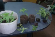 Plantaban marihuana en el cerro