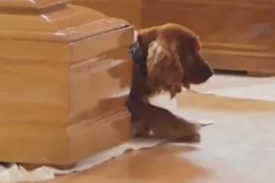 Perro se niega a abandonar el ataúd de su dueño fallecido en el terremoto de Italia