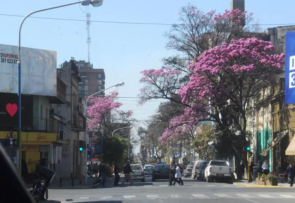 CLIMA PRIMAVERAL. Los lapachos no solo dan sombra en verano y dejan pasar el sol en invierno: forman parte de la identidad de nuestra ciudad.  LA GACETA / ANTONIO FERRONI