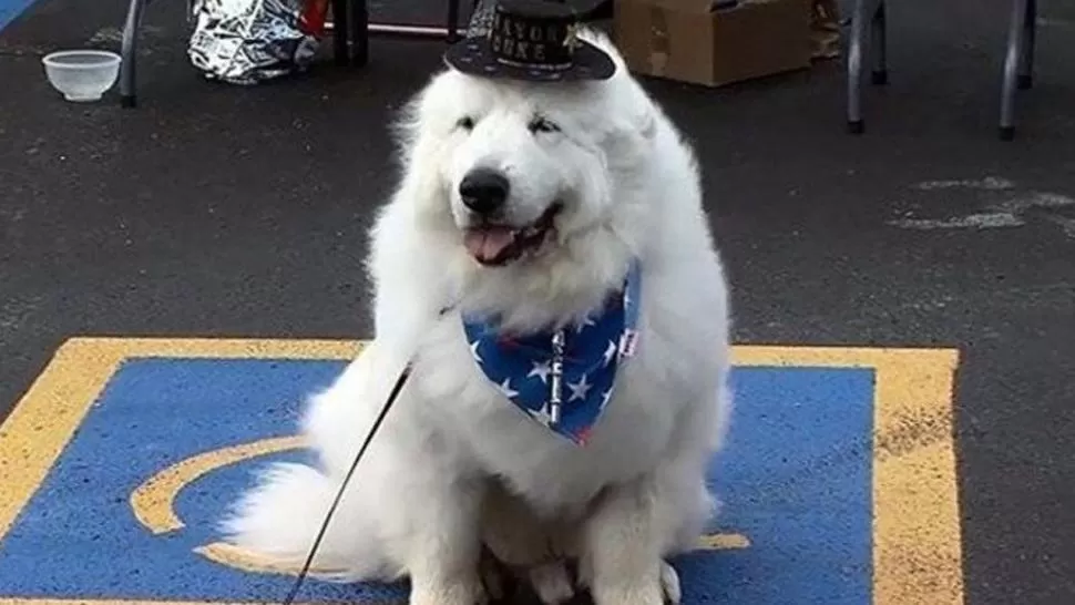 SORPRENDETE. Duke, el perro intendente. FOTO TOMADA DE MINUTO UNO. 