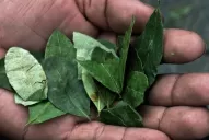 Especialistas advierten que puede dar positivo por masticar coca