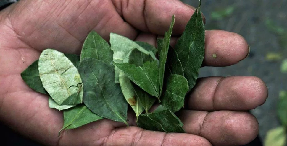 Especialistas advierten que puede dar positivo por masticar coca