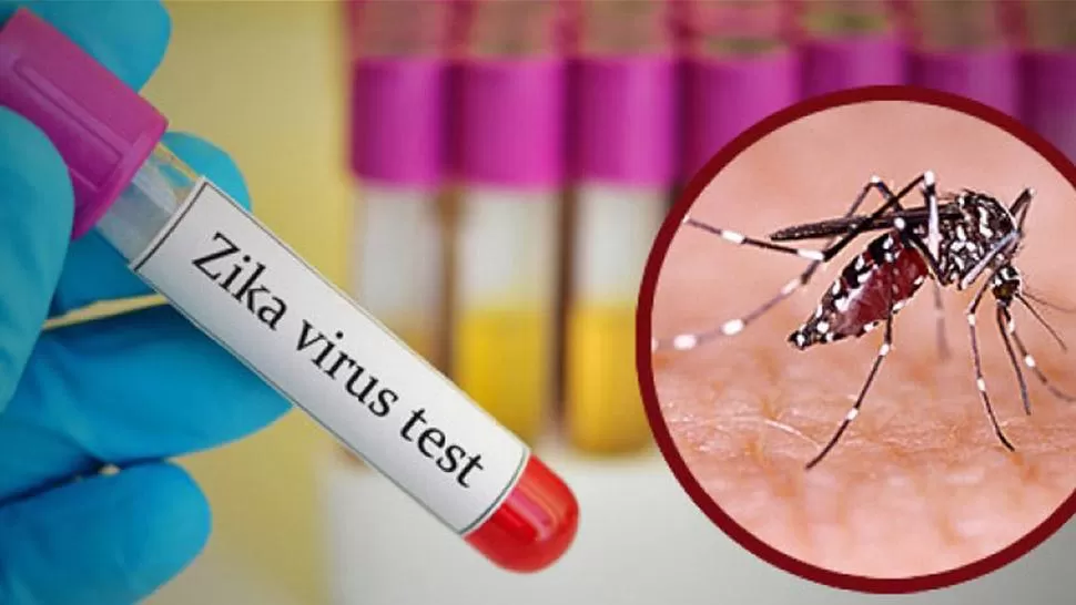 Vuelven los mosquitos y reaparece el fantasma del zika