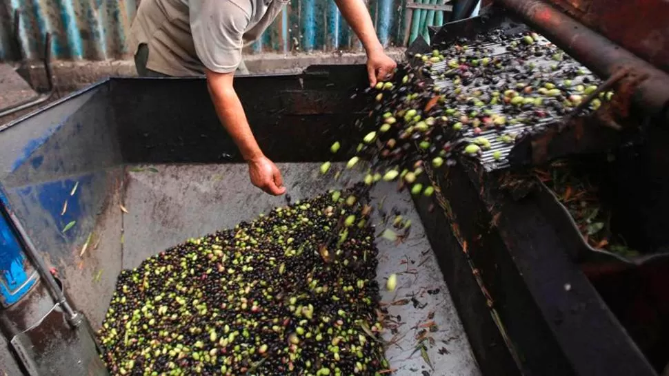 EN CRISIS. Las industrias aceituneras no tuvieron un volumen importante de materia prima este año. FOTO TOMADA DE APERTURA.COM